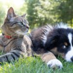 Rimedi naturali: cane e gatto edition