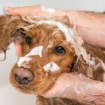 Shampoo per cani come scegliere quello più adatto